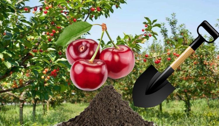 Summer sweet cherry transplant guide for beginner gardeners