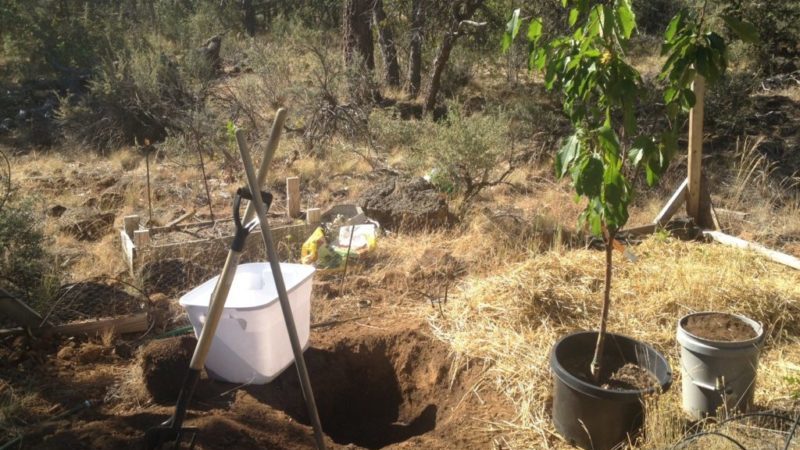 Summer sweet cherry transplant guide for beginner gardeners