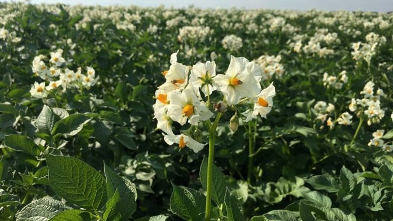 The reasons for the drying of the tops and whether the potatoes grow after that