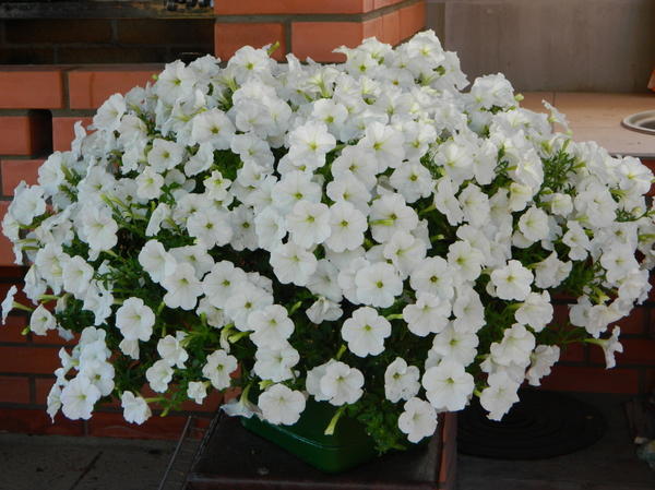 Review of popular varieties of petunias of the Opera series and their features