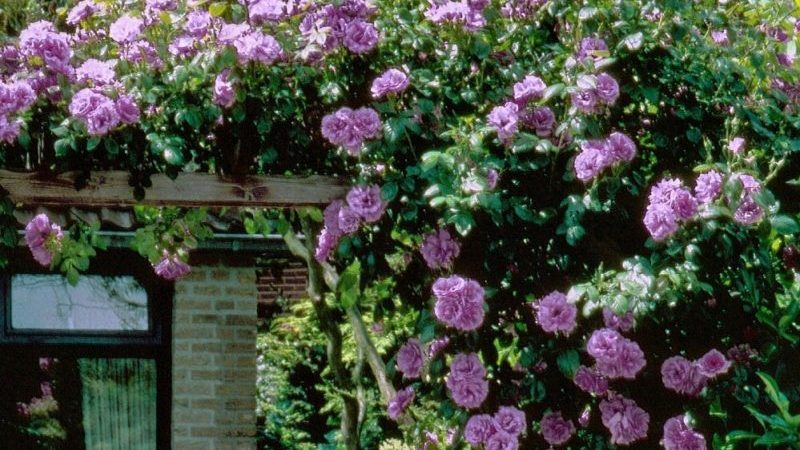 How to grow purple roses and which varieties to choose
