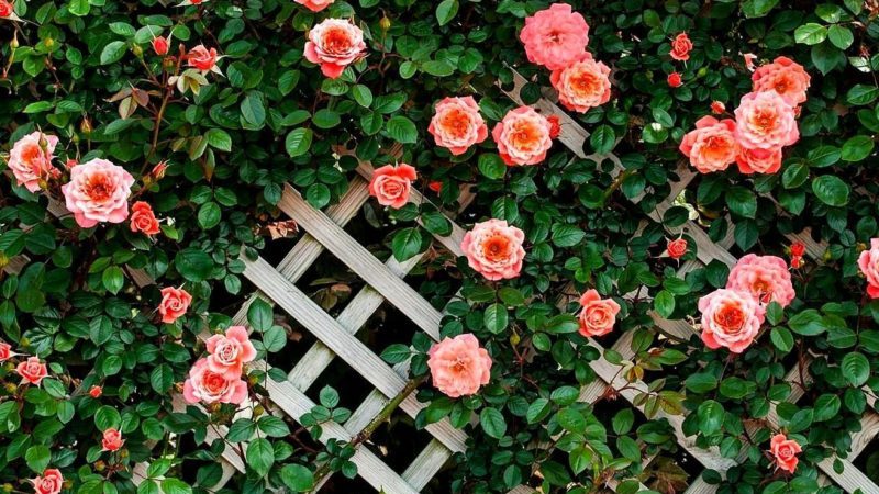 The best winter-hardy varieties of climbing roses that bloom all summer