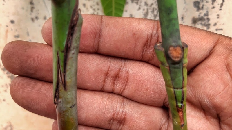 Home-grown avocado fruiting or not
