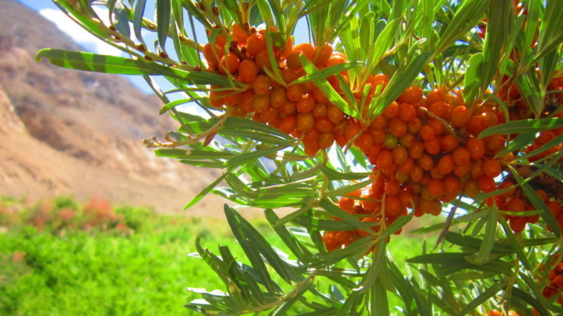 How to find out why sea buckthorn leaves turn yellow in summer and eliminate the cause of the problem
