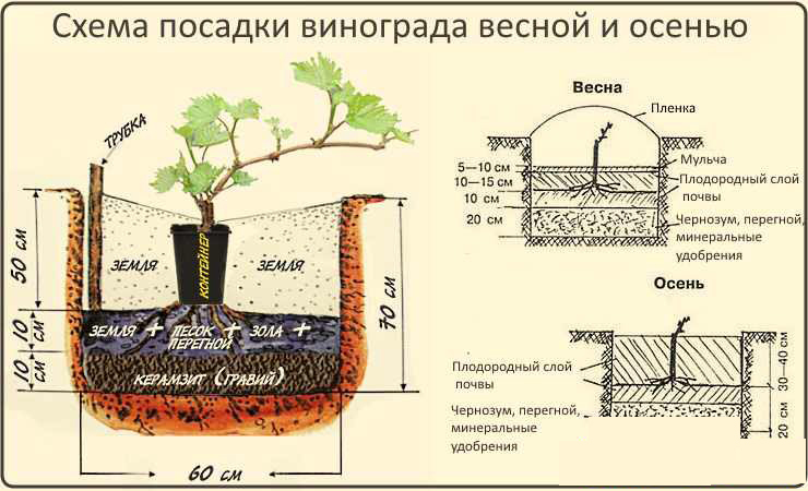 Step-by-step instructions for planting grape seedlings in summer for beginner winegrowers