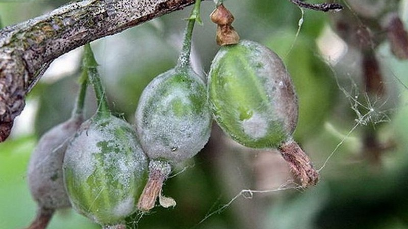 Why does black bloom appear on gooseberries, how quickly to wash it off and whether this plant will cure