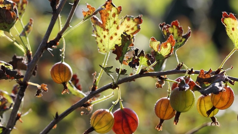 Why gooseberry berries and leaves crumble and how to deal with it
