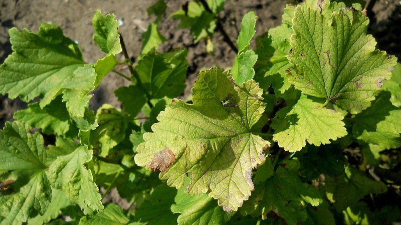Why gooseberry berries and leaves crumble and how to deal with it