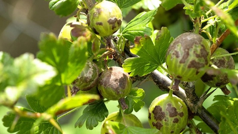 Why gooseberry berries and leaves crumble and how to deal with it