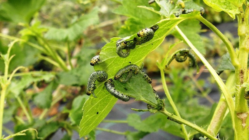 Who eats gooseberries and how to deal with pests