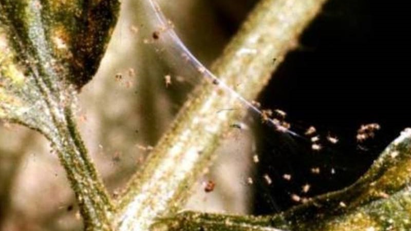 Why gooseberry berries and leaves crumble and how to deal with it