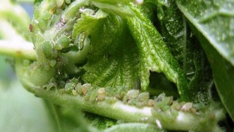 Why gooseberry berries and leaves crumble and how to deal with it