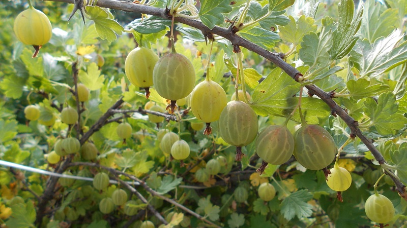 Why gooseberry berries and leaves crumble and how to deal with it