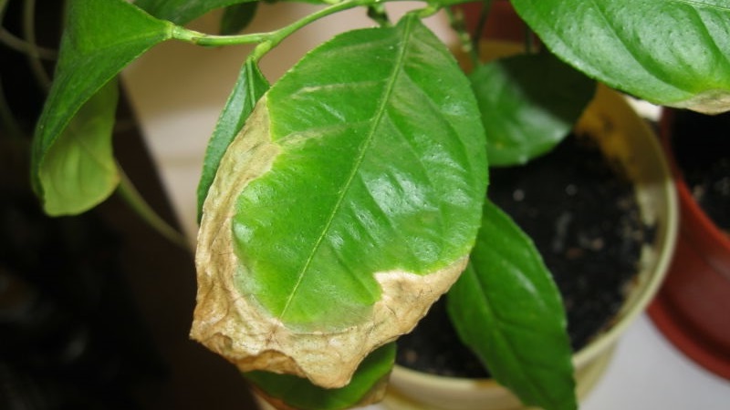 Why lemon leaves dry at the edges and how to fix the problem
