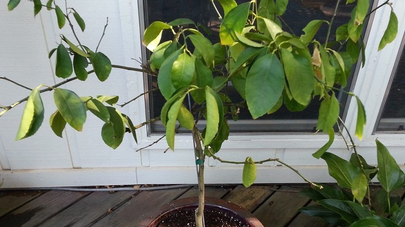 Why lemon leaves dry at the edges and how to fix the problem
