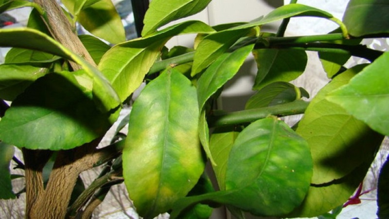 Why lemon leaves dry at the edges and how to fix the problem