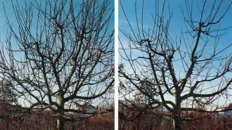 Step-by-step instructions for pruning apple trees in spring for beginner gardeners