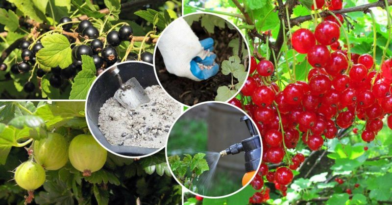 How and how to feed currants after harvest in July
