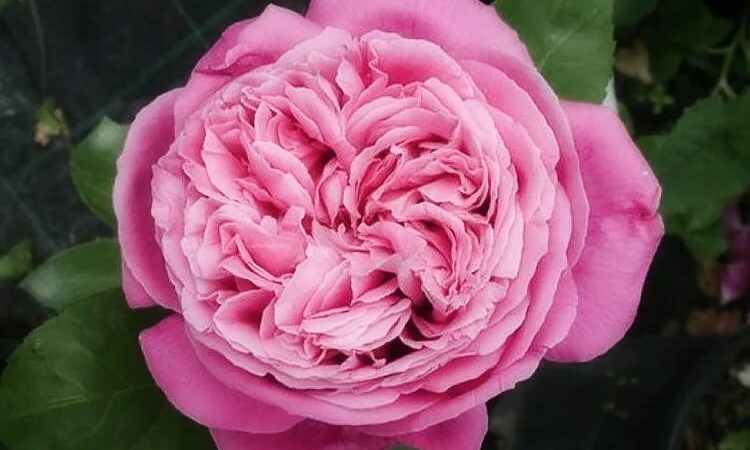 How to grow purple roses and which varieties to choose