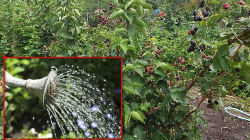 Summer Blackberry Care Guide for a Great Harvest
