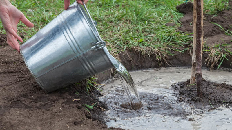 How to properly water cherries in summer: instructions for beginner gardeners