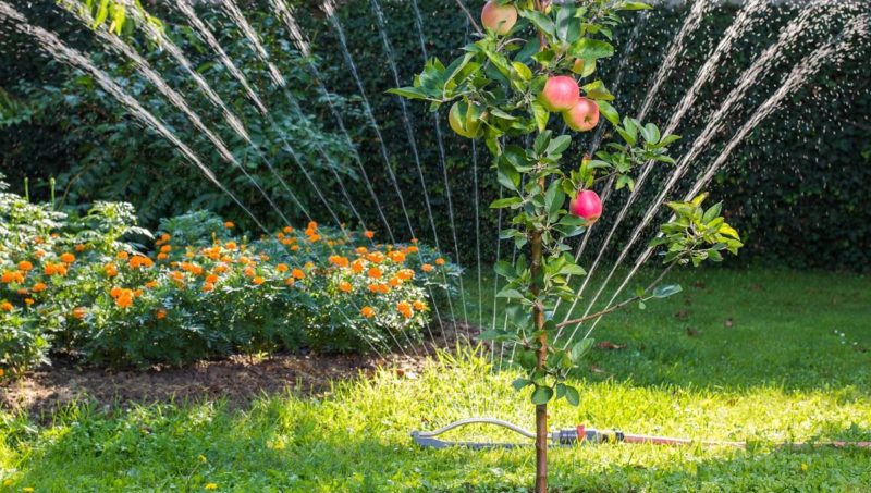 When, in what quantity and how to water apple trees in summer
