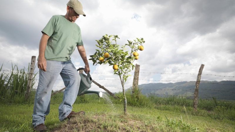 When, in what quantity and how to water apple trees in summer
