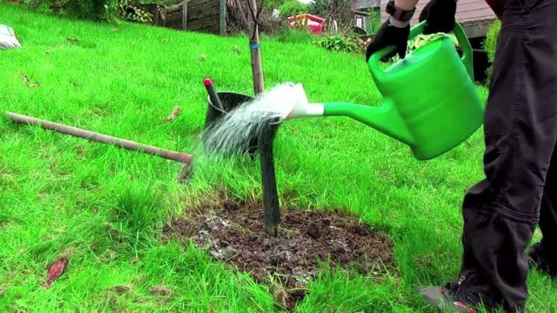 When, in what quantity and how to water apple trees in summer