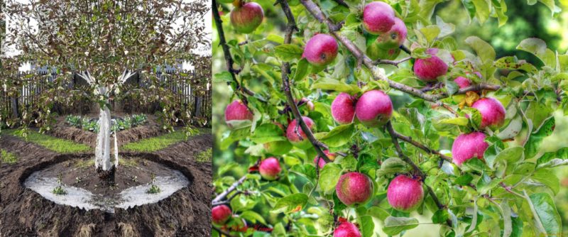 When, in what quantity and how to water apple trees in summer