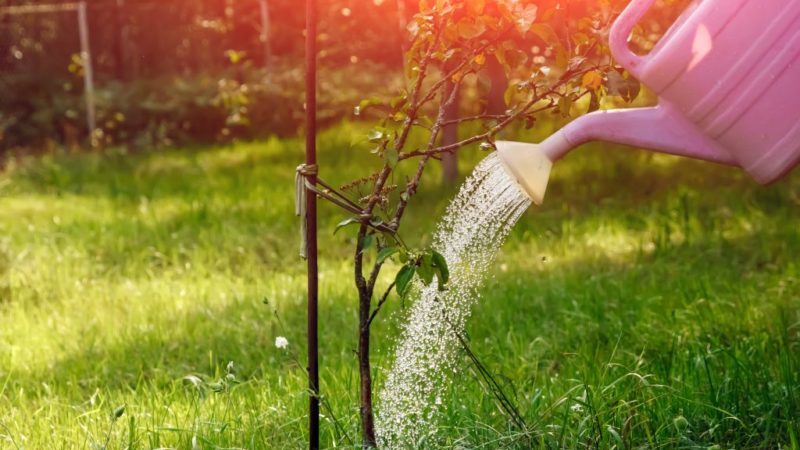 When, in what quantity and how to water apple trees in summer