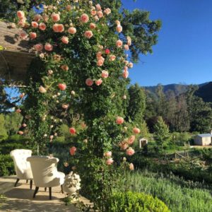 The best winter-hardy varieties of climbing roses that bloom all summer