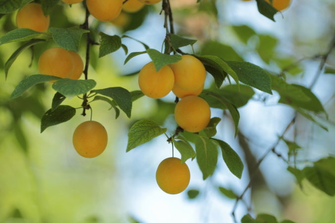 Breeding rules for cherry plum cuttings in summer and the stages of growing a tree from a twig