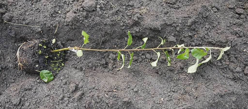 Step-by-step instructions for grafting an apple tree in the summer for beginners