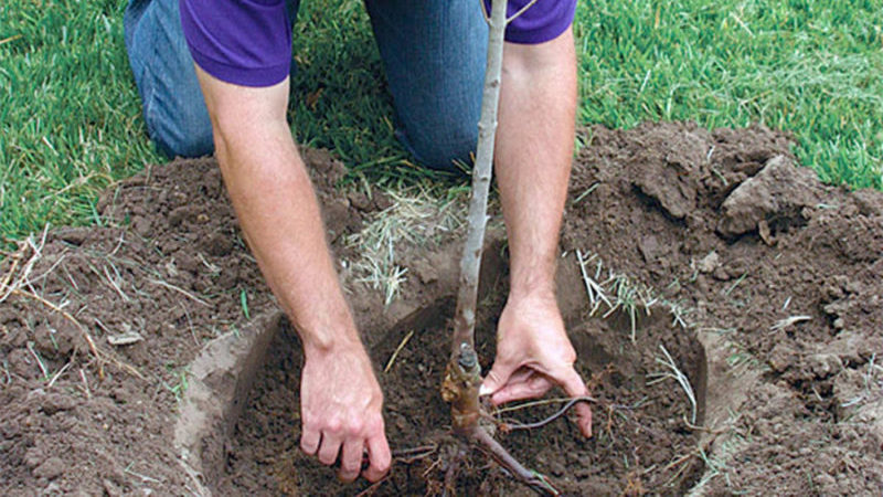 A step-by-step guide to planting a closed-root apple tree in summer