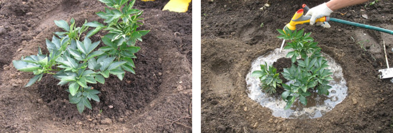 Step-by-step instructions for planting peonies in the summer in the ground for beginner florists