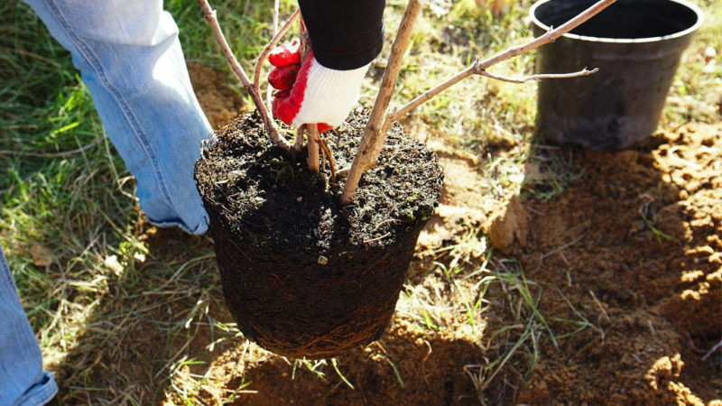 A step-by-step guide to planting a closed-root apple tree in summer