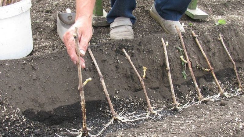 When (in what month) and how to plant grapes with cuttings