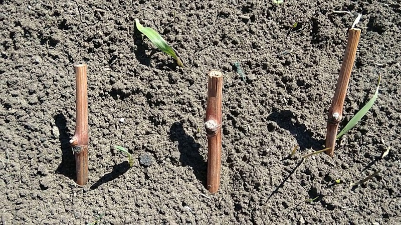 When (in what month) and how to plant grapes with cuttings