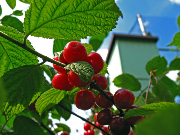 A step-by-step guide to pruning felt cherries in summer for beginners
