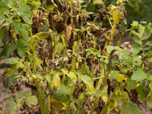 The reasons for the drying of the tops and whether the potatoes grow after that