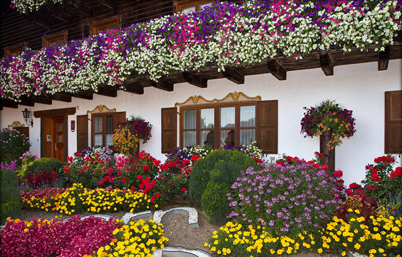 Review of popular varieties of petunias of the Opera series and their features