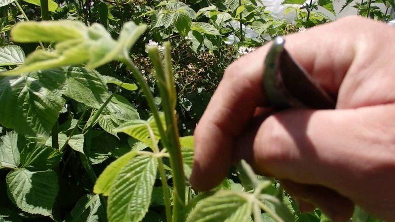 How to pinch remontant raspberries in the summer and is this procedure necessary
