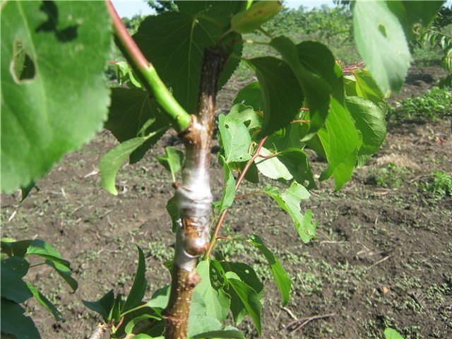 How to properly vaccinate apricot in the summer with your own hands