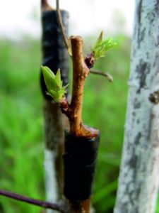 How to properly vaccinate apricot in the summer with your own hands