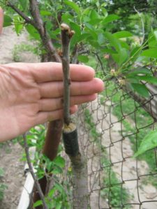 How to properly vaccinate apricot in the summer with your own hands
