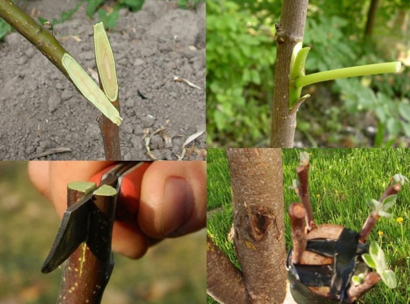 Instruction for gardeners: grafting an apple tree in summer with fresh branches in stages in different ways