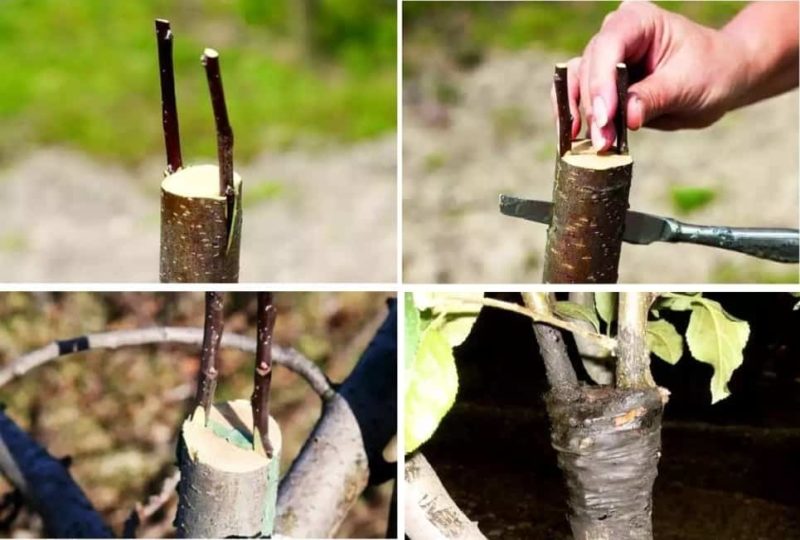 Instruction for gardeners: grafting an apple tree in summer with fresh branches in stages in different ways