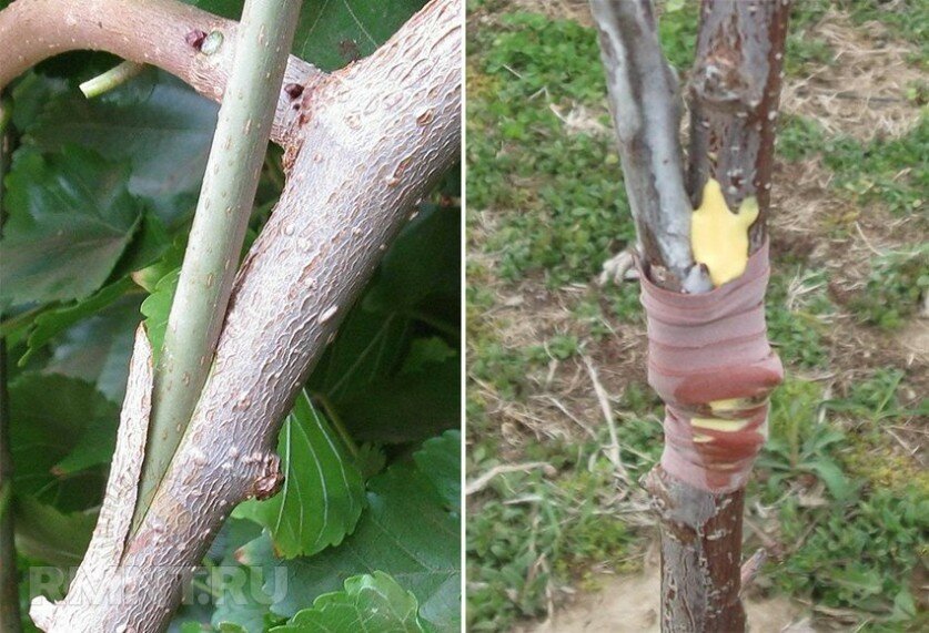 Instruction for gardeners: grafting an apple tree in summer with fresh branches in stages in different ways
