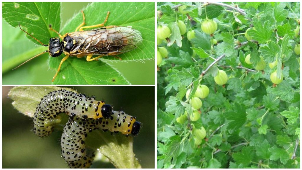 A pest dangerous for the crop - gooseberry sawfly and methods of effective control of it