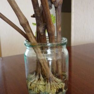 When (in what month) and how to plant grapes with cuttings
